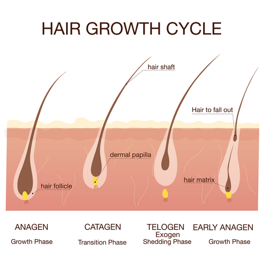 All About Hair Growth